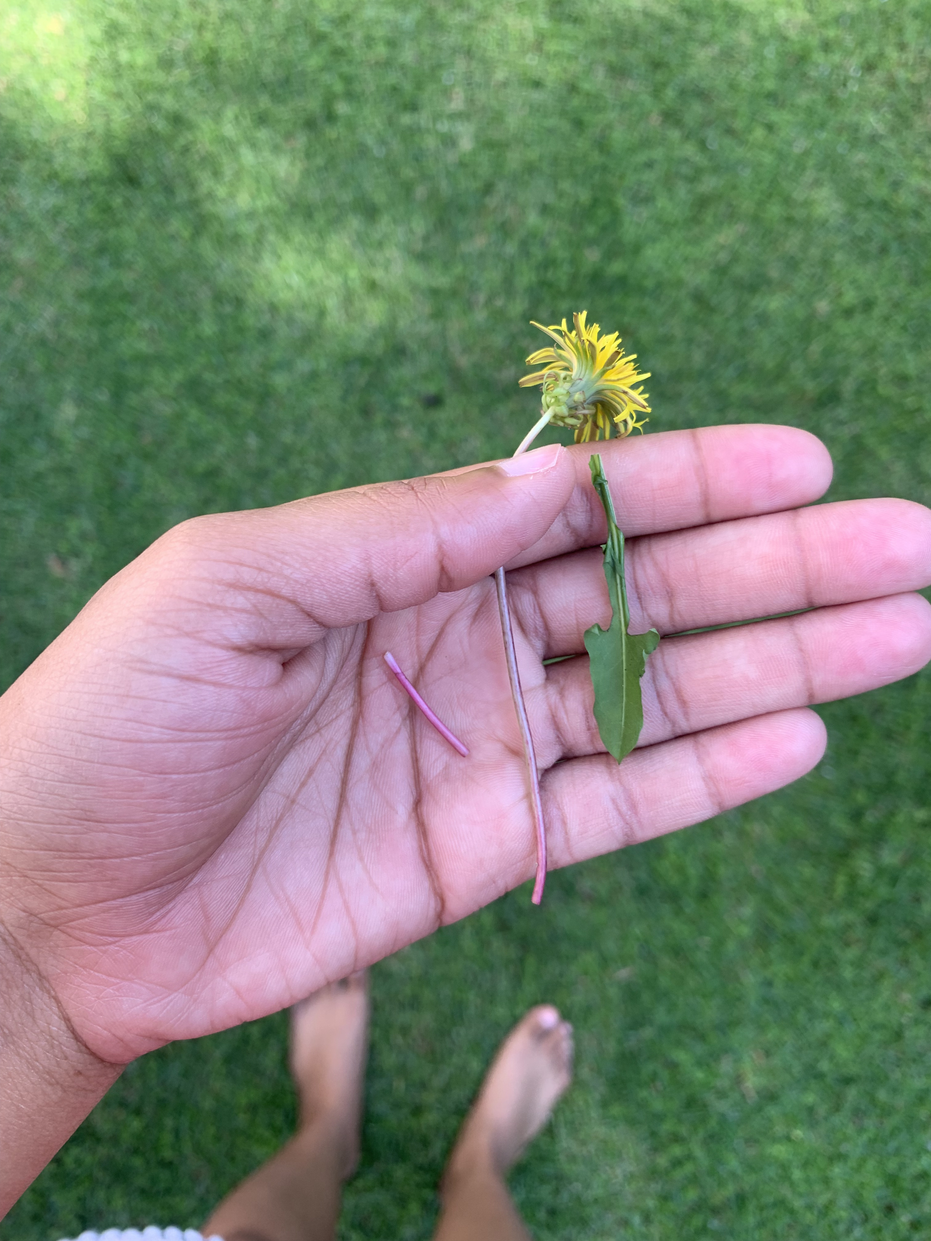 Dandelion flower with stems and leaves